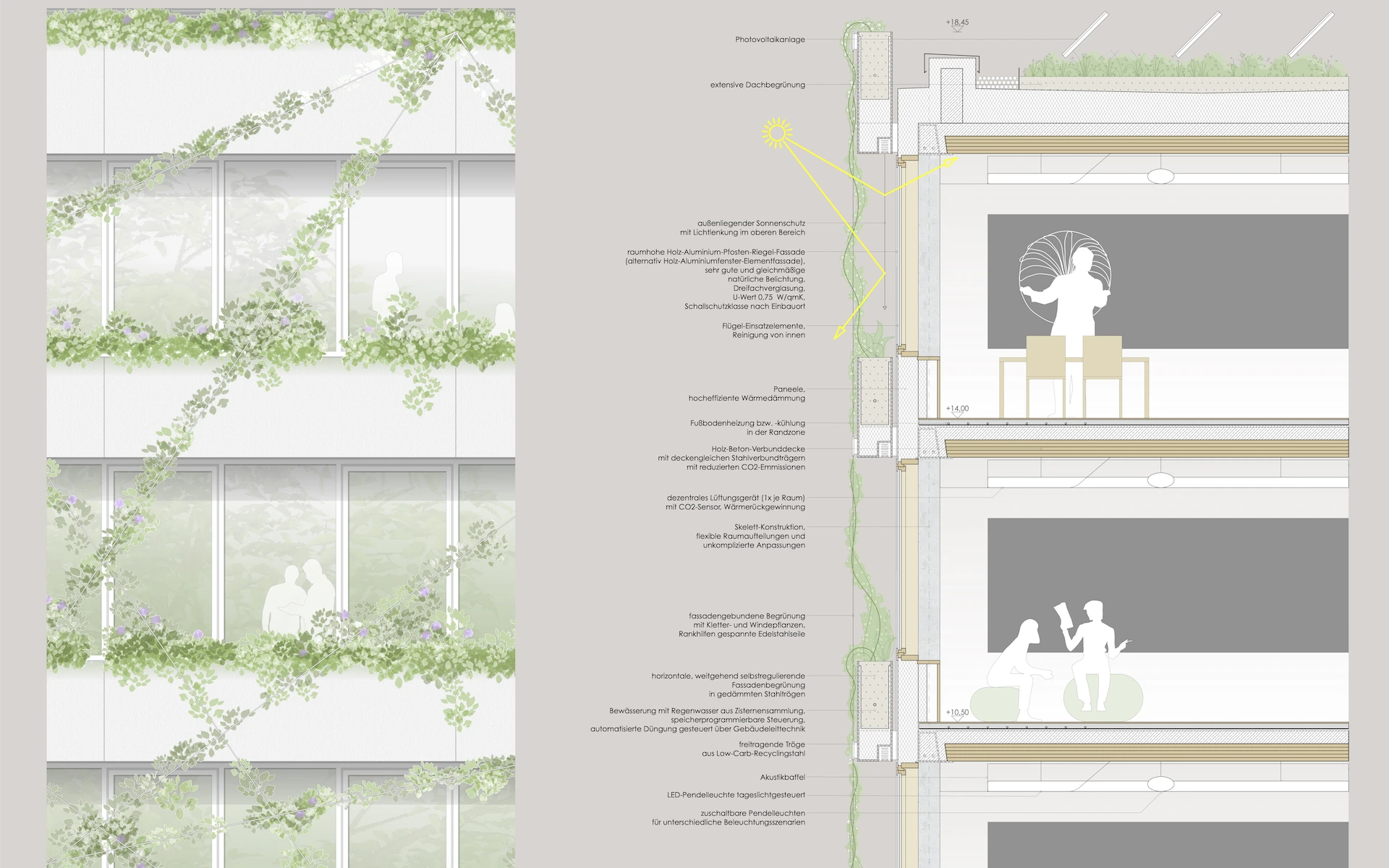 Detail eines Fassadenschnitts der Frida-Levy-Gesamtschule mit konstruktiven Merkmalen wie Holz-Beton-Verbunddecken und Fassadenbegrünung in Pflanztrögen und an Spannseilen.